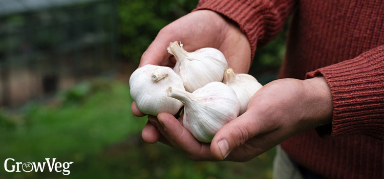 Big garlic bulbs