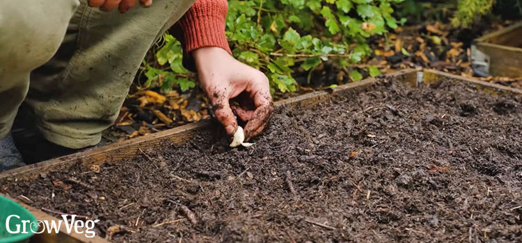 Planting a garlic clove
