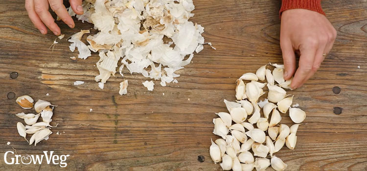 Garlic clove
