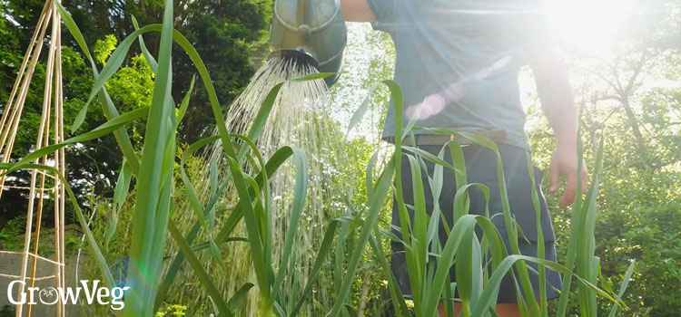 Watering garlic