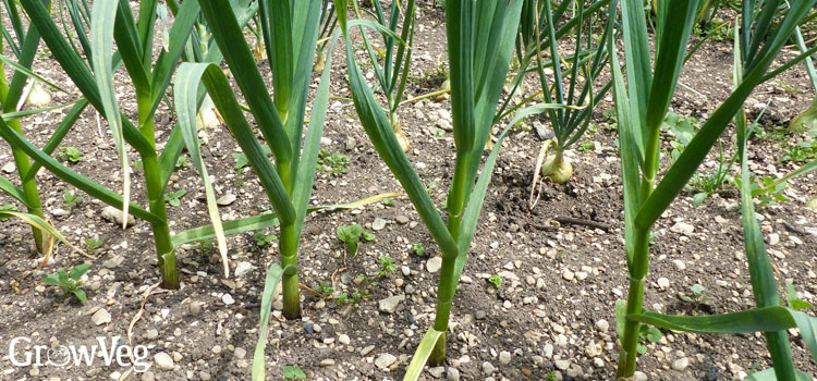 Weeds in a bed of garlic