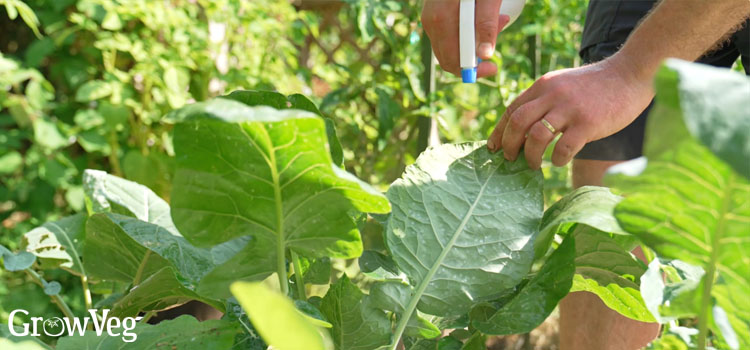Using garlic spray for plants