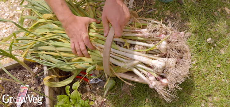 Harvesting garlic
