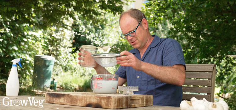 Making garlic spray for plants