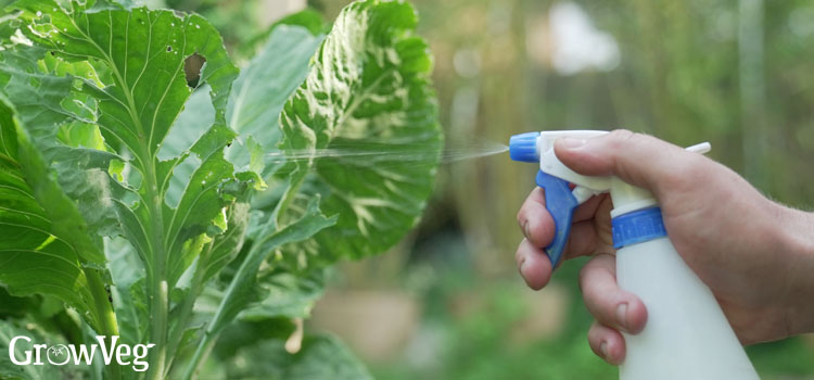 https://gardenplannerwebsites.blob.core.windows.net/blog/garlic-spray-spraying-2x.jpg