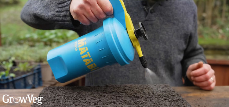 Watering seeds with a mist sprayer