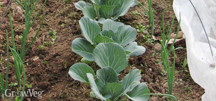 Intercropping spring onions with cabbages