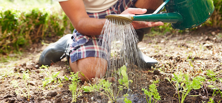 Watering seedlings