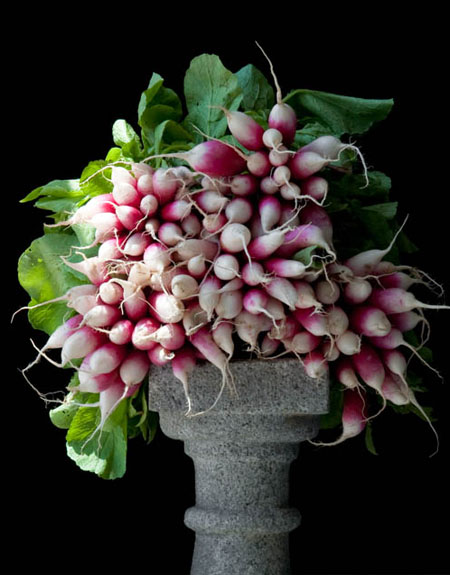 Radish art photograph by Lynn Karlin