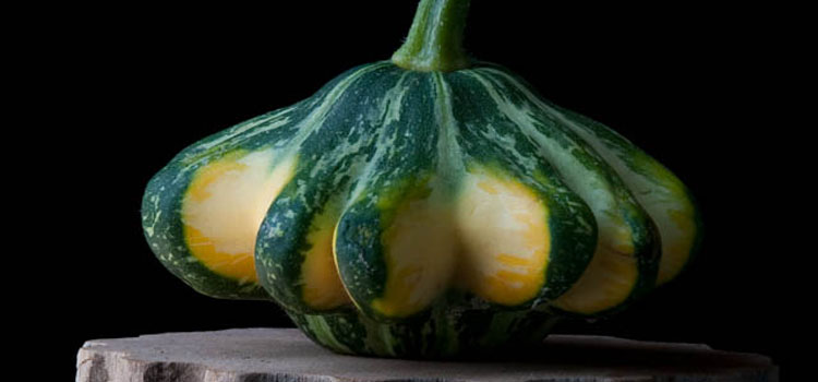 Summer squash art photograph by Lynn Karlin</a><noscript><img width=