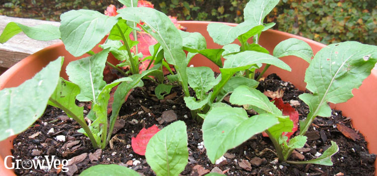 Arugula in a pot
