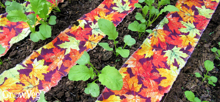 Cloth mulch between radishes