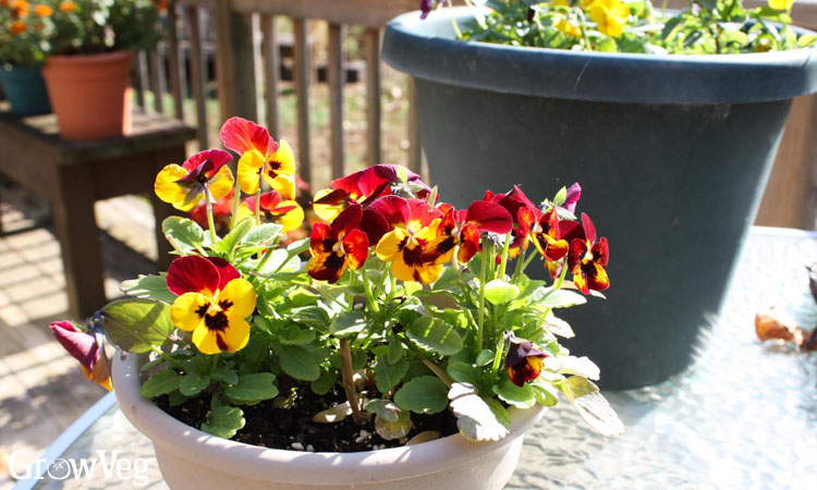 Violas