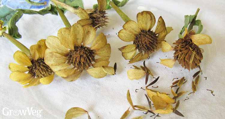Zinnia seedheads