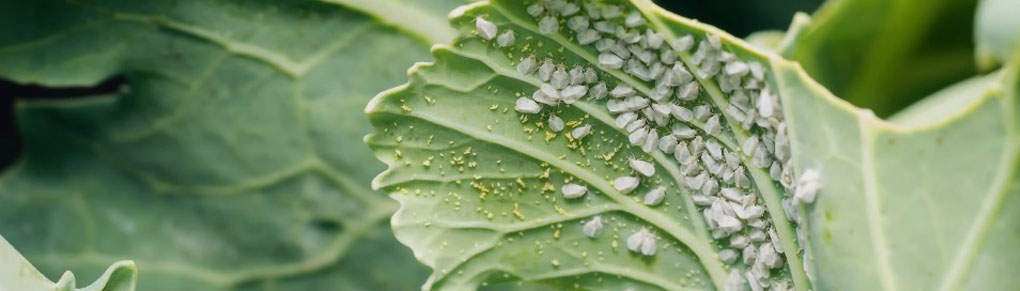 10 Clever Ways Smart Gardeners Keep Pests Away