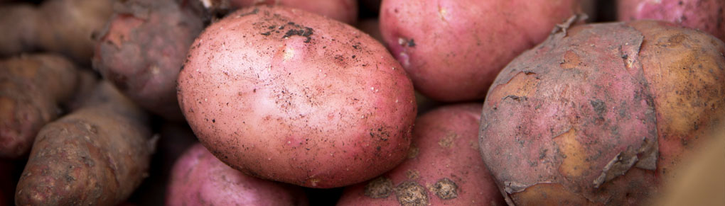 10 Easy Survival Crops (Don't Starve!)