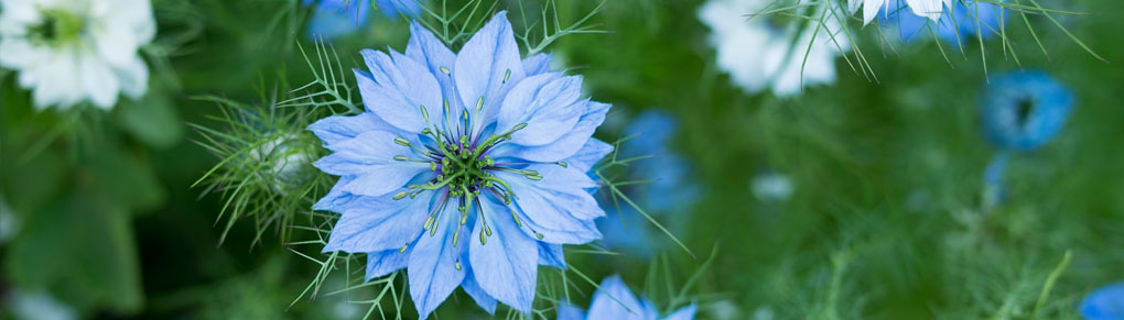 10 Quick Blooming Flowers to Grow from Seed