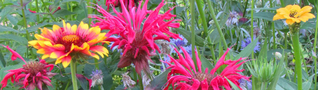 10 Tips for Getting Started With Flowers