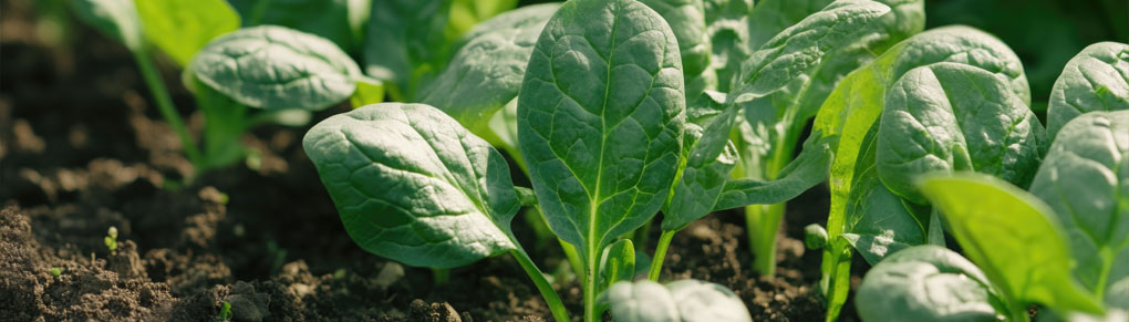 10 Tips for Growing Superb Spring Spinach