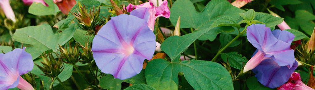 3 Mild-Mannered Morning Glory Flowers That Won't Reseed