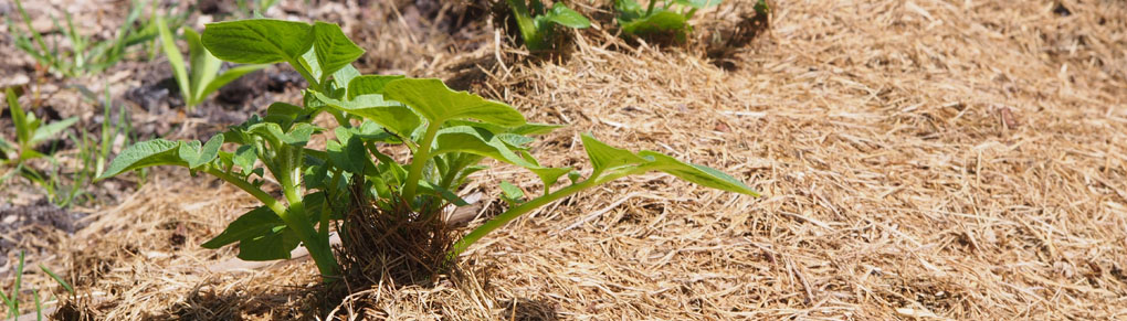 4 Clever Ways to Save Water in the Vegetable Garden