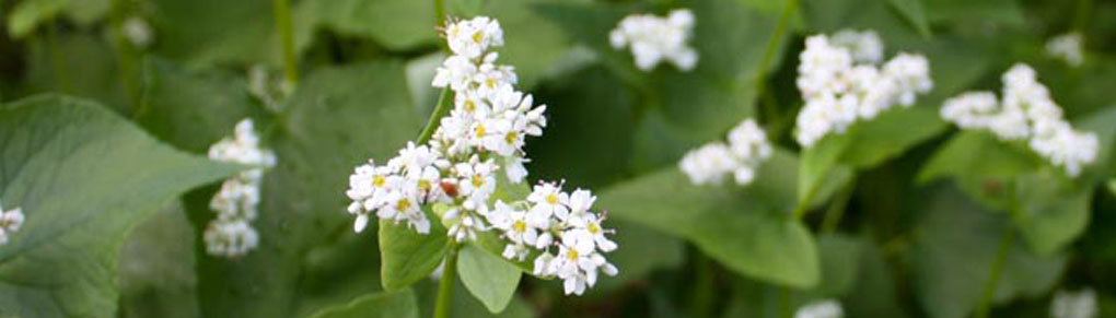 5 Best Summer Cover Crops to Refresh Tired Soil