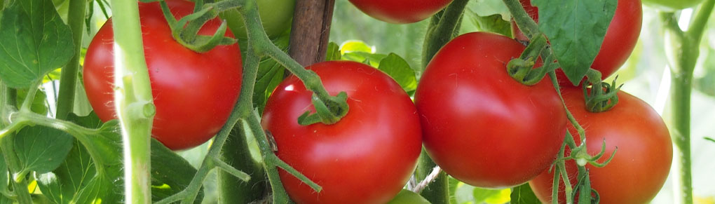 5 Secrets to Growing Amazing Tomatoes (That Actually Work)