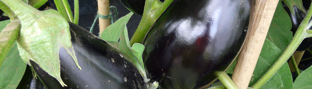 5 Tips for Growing Excellent Eggplant