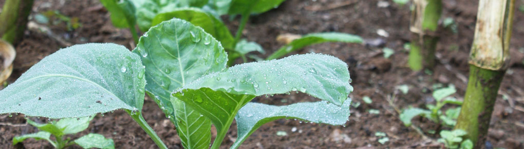 5 Tips for Late Summer Planting Beds