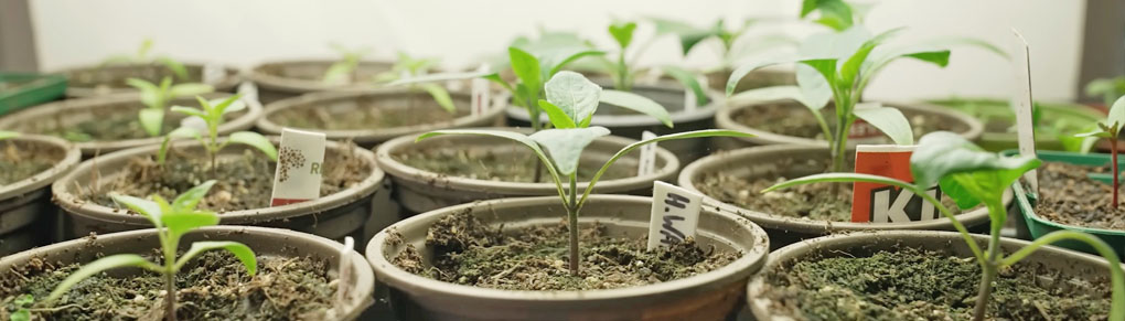 6 Super-Early Vegetables to Start in January