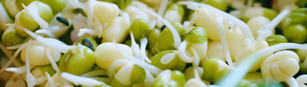6 Surprising Plants You Need to Start in November