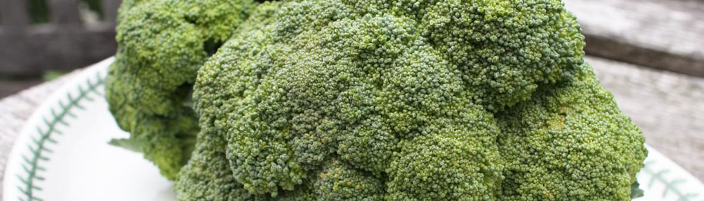 7 Tips for Growing Outstanding Broccoli