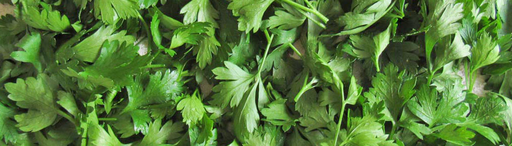 7 Tips for Growing Parsley from Seed