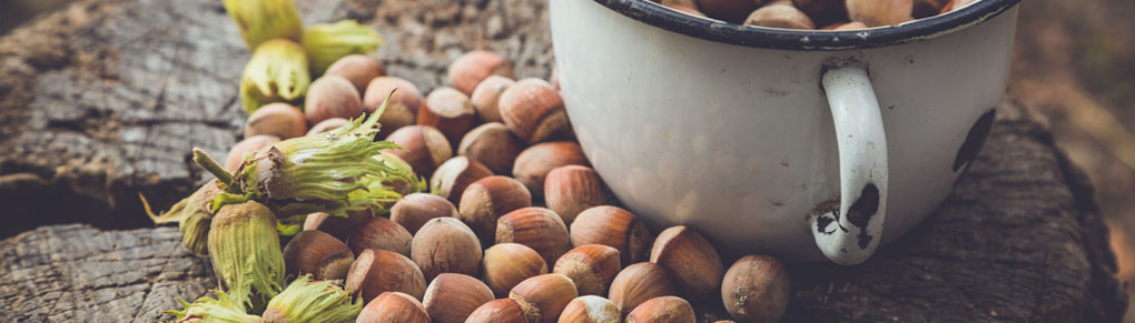 A Guide to Growing Your Own Hazelnuts