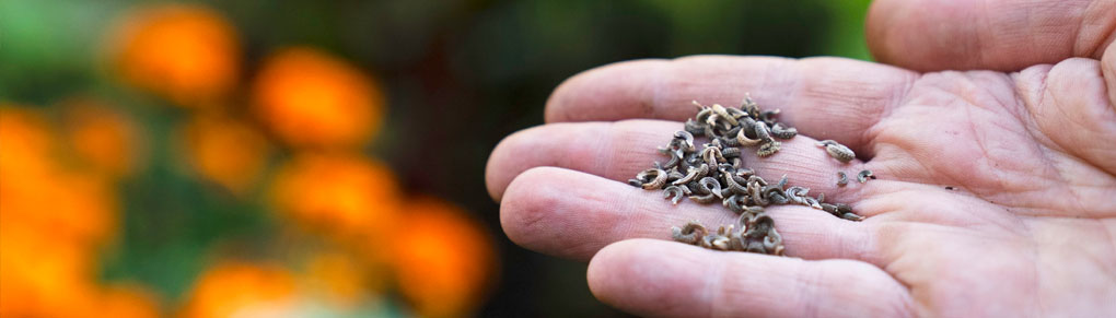 Autumn Planting: It's Not Too Late to Start These Seeds 