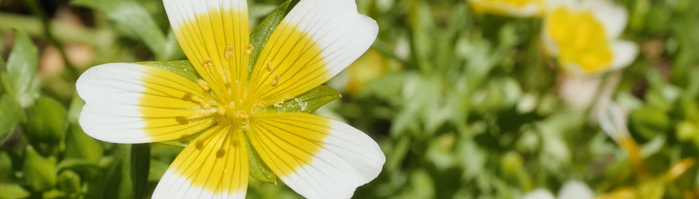 Banish Pests and Improve Your Soil With Poached Egg Plant
