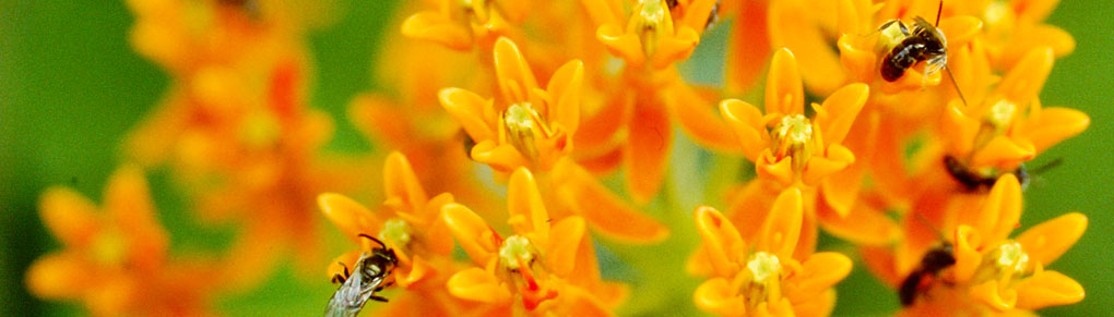Best Perennial Flowers for Bees, Beetles and Butterflies