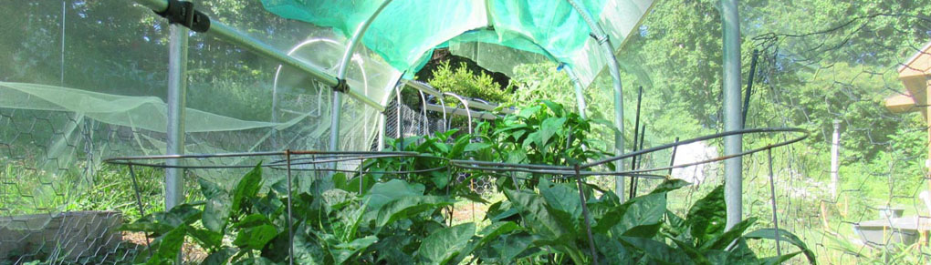 Best Shade Covers for Vegetables