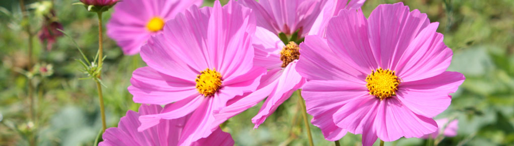 Best Vegetable Garden Flowers