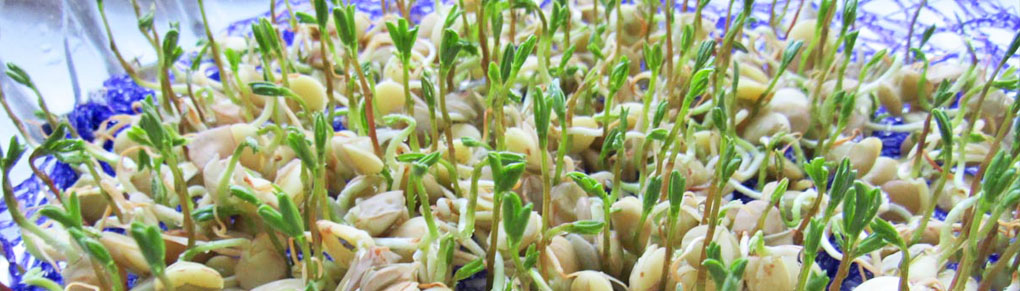 Better Than Beansprouts: Grow Lentil Sprouts on Your Windowsill