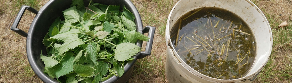 Better than MiracleGro - Make Fertilizer from Nettles