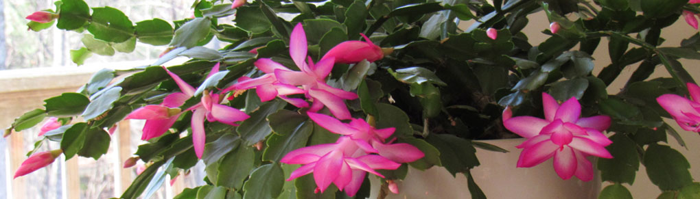 Boost Your Mood with Winter Blooming Houseplants