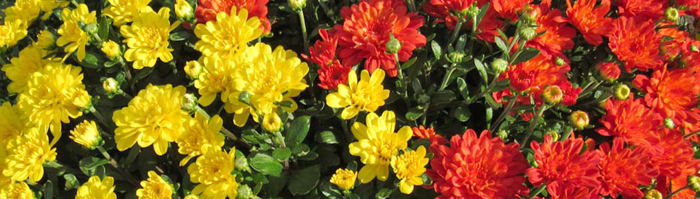 Brighten Up Autumn With Garden Mums