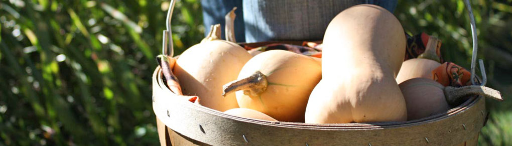 Butternut Glut? Read This!