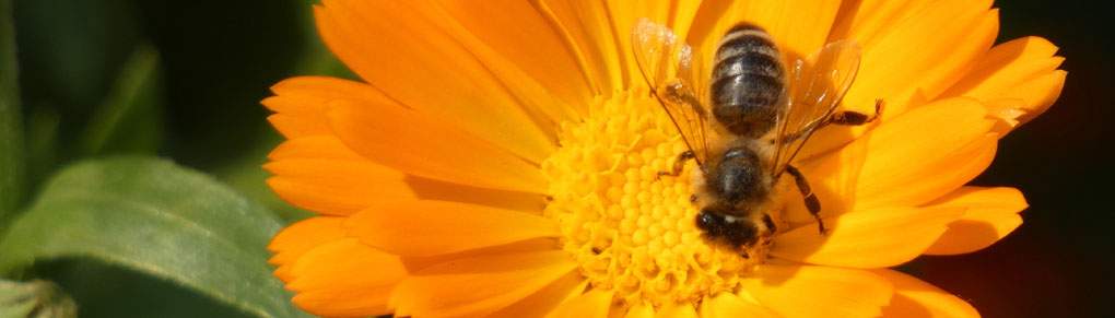 Calendula: The Ultimate Companion Flower!