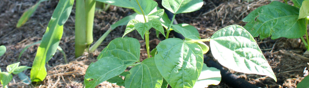 Companion Planting with Beans