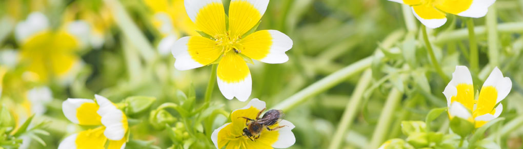 Companion Planting with Poached Egg Plant