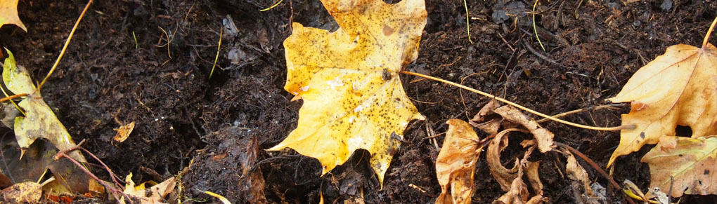 Composting in the Autumn: 6 Simple Steps