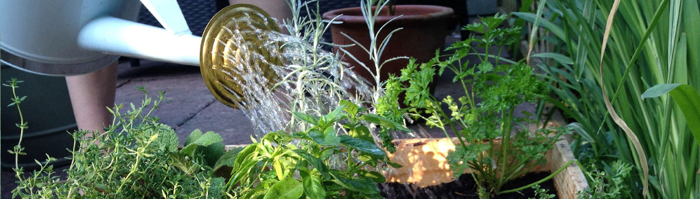 Don't Make These Rookie Watering Mistakes!