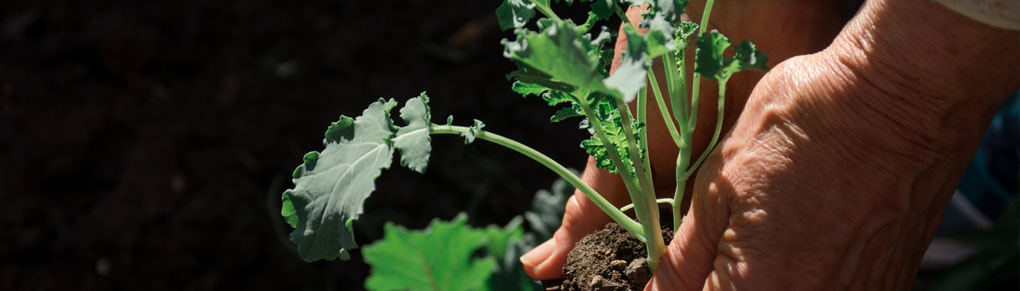 Double Your Harvests: Sow These 5 Crops in July